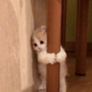 Meet your Posher, Emma